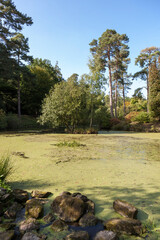 Mossy Ghyll Pond covered with duckweed, Leonardslee, West Sussex, England, UK