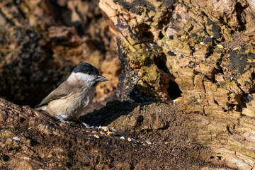 Willow tit bird, Poecile montanus