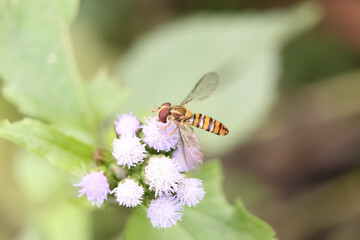 It is a bee sitting on flowers
