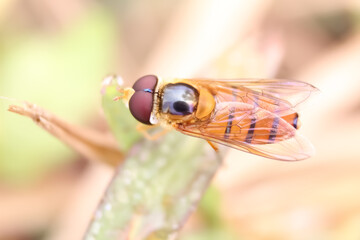 macro photography of a fly