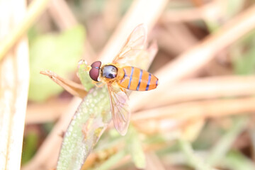 It is a bee sitting on a leaves in garden