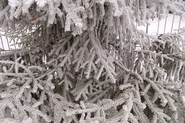 Frosted spruce branch in the city park