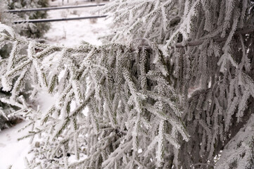 Frosted spruce branch in the city park