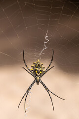 Orb spider in web, Sal Rei, Boa Vista, Cabo Verde
