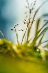 A beautiful spring scenery of woodland in Northern Europe. Natural light.