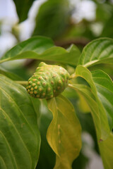 salvador, bahia, brazil - january 29, 2021: morinda citrifolia fruit, commonly known as noni, is...