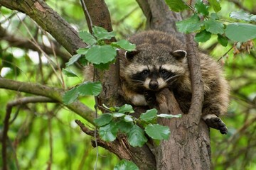 Northern raccoon (Procyon lotor) in the branches of trees.