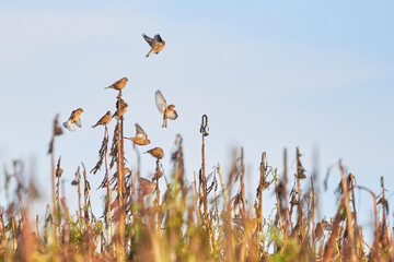 Flock of Common linnets (Linaria cannabina) Birds in flight	
