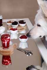 Łepek białego psa nad śniadaniem - obrazy, fototapety, plakaty