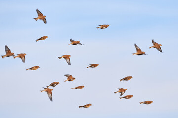 Flock of Common linnets (Linaria cannabina) Birds in flight	