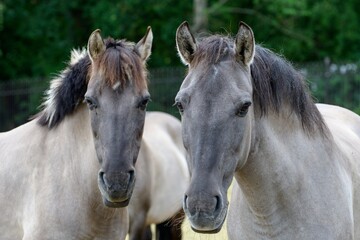 Fototapeta na wymiar Portrait Domestic horse - Old Kladruby (Equus caballus).