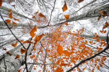 Alberi argentati con le ultime foglie arancioni