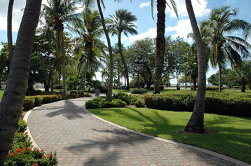 Fototapeta premium palm trees in the garden