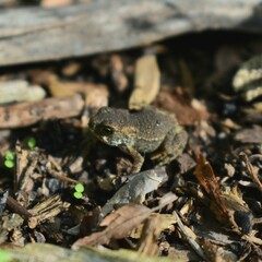 frog on the ground