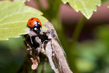 Obraz premium Red spotted ladybug on a green leaf 