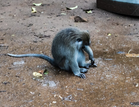 monkeys at one of the tourist spots, waiting for visitors to feed