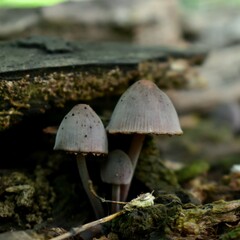 mushroom in the forest