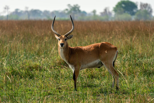 Red Lechwe" Images – Browse 3,445 Stock Photos, Vectors, and Video | Adobe  Stock