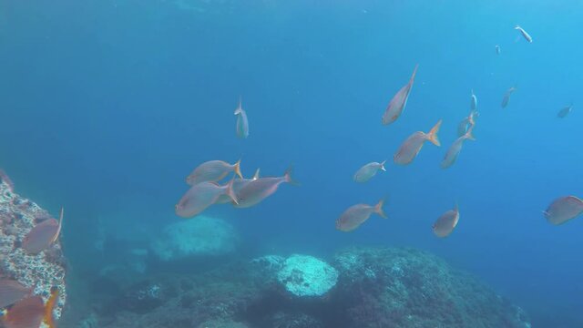 Banco de Sarpa Salpas en el arrecife de coral del oc&eacute;ano