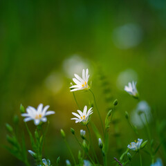 Beautiful white greater stitchwort flowers blooming on a forest meador ground in spring. Rabelera holostea in natural habitat in Northern Europe.