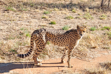 Obraz na płótnie Canvas Otjiwarongo: A cheetah close to you and looking at you in the namibian Kalahari