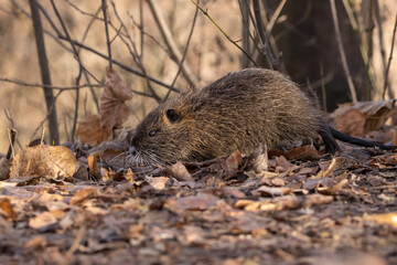  The nutria walking around the bushes in the forest and looking for food. (Also known as nutria or Myocastor coypus.