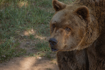 Obraz premium Portrait of a brown bear from profile. Close-up photography.(Ursus arctos)