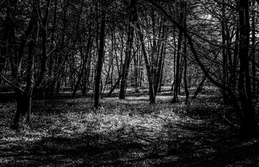 Black and White Image of Bluebell Woods with Sun Light streaming through branches creating patterns on forest floor