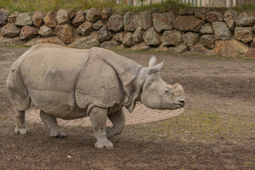 Fototapeta premium The Indian Rhinoceros in its enclosure at the zoo in the Czechia.(Rhinoceros unicornis)