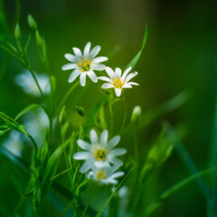 Beautiful white greater stitchwort flowers blooming on a forest meador ground in spring. Rabelera holostea in natural habitat in Northern Europe.