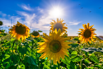 Sunflower fields in the sun.