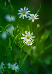 Beautiful white greater stitchwort flowers blooming on a forest meador ground in spring. Rabelera holostea in natural habitat in Northern Europe.