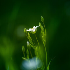 Beautiful white greater stitchwort flowers blooming on a forest meador ground in spring. Rabelera holostea in natural habitat in Northern Europe.