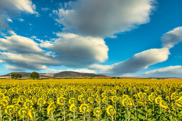 Sunflower fields in the sun.