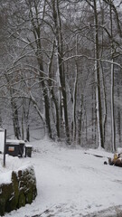 The magic of snow in winter in the forest