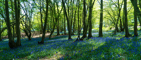 Bluebell Woods with Sun Light streaming through branches creating patterns on Green and Blue Bell Carpet