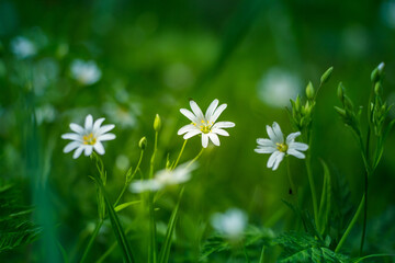 Beautiful white greater stitchwort flowers blooming on a forest meador ground in spring. Rabelera holostea in natural habitat in Northern Europe.