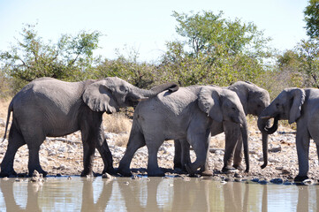 Elephants at the Halali waterhole in Etosha Pan.