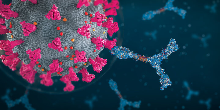 Immunoglobulin or antibody proteins attack a corona virus pathogen cell - 3d illustration