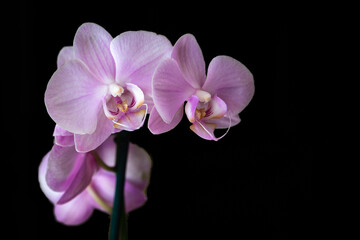 Detail of a pink orchid