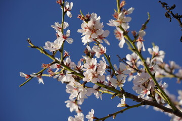 almond blossoms