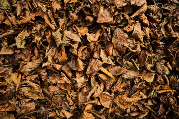 Sottobosco di foglie secche