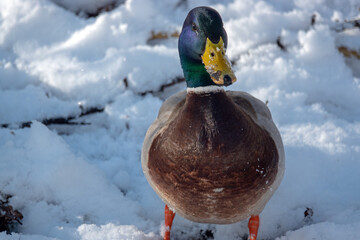 M&auml;nnliche Stockente im Schnee