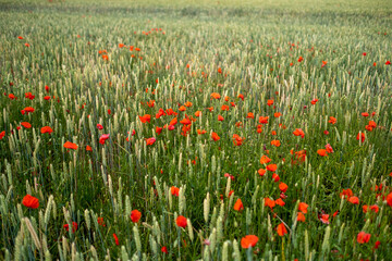 Champ de coquelicots