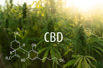 Cannabis plants with the CBD chemical formula. Cannabidiol molecule.