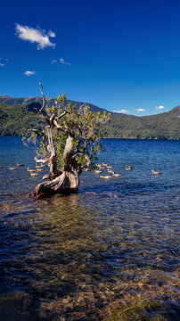  Landscape of Lacar lake at sunset. Taken from Quila Quina beach.  San Martin de los Andes, Patagonia, Neuquen, Argentina             