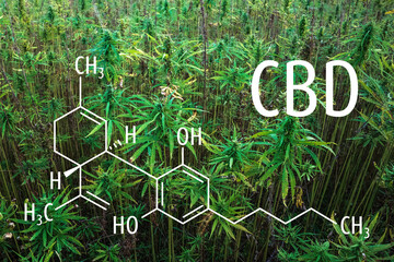 Cannabis plants with the CBD chemical formula. Cannabidiol molecule.