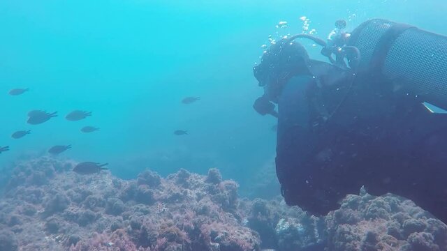 paisaje submarino compuesto por buceador, peces tropicales y arrecife de coral