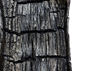 Burned wood, gray beautiful ash, texture close up