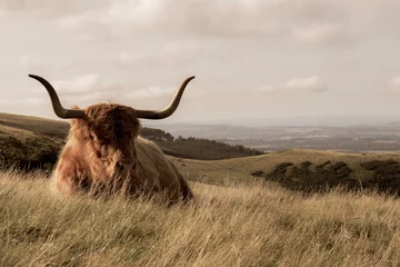 Photo sur Aluminium brossé Highlander écossais scottish highland cow